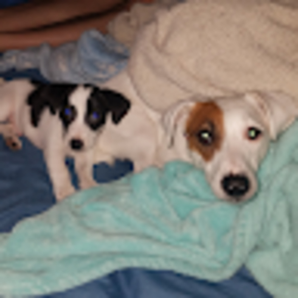 Meet your Posher, Crystal